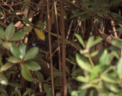 iNaturalist image