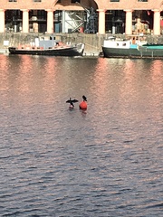 Phalacrocorax carbo