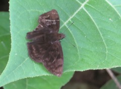 Pellicia