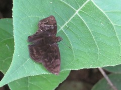 Pellicia
