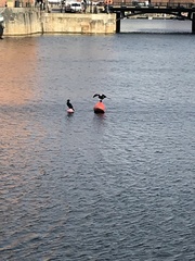 Phalacrocorax carbo