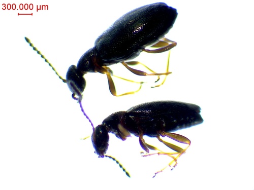 Microhoria plumbea