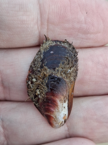 Modiolus barbatus