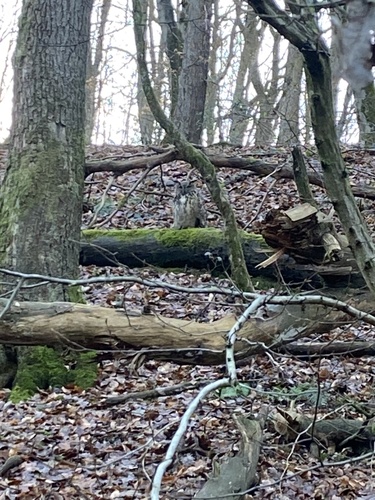 View observation of {o.common_name} on iNaturalist