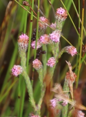 Erica barbigeroides