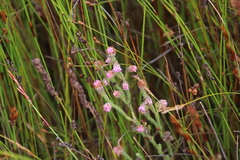 Erica barbigeroides