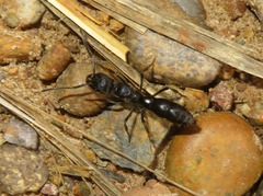 Pachycondyla crassinoda