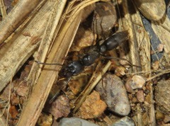 Pachycondyla crassinoda