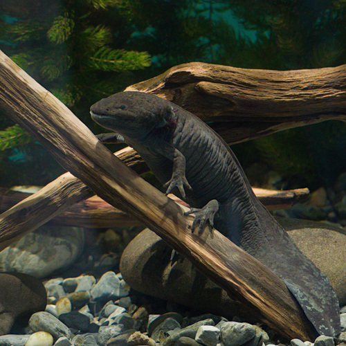Lake Lerma Salamander, Ambystoma lermaense