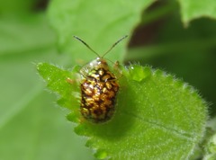 Cteisella confusa