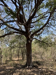 Melicoccus bijugatus