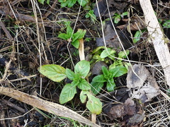 Scrophularia umbrosa
