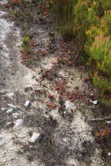 Drosera esterhuyseniae