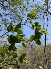 Melicoccus bijugatus