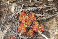 Drosera esterhuyseniae