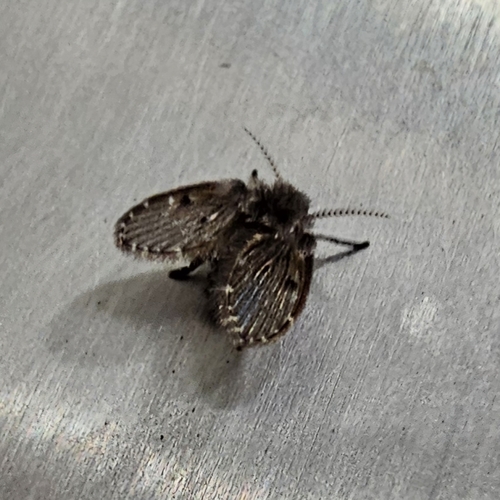 Unknown species found near Worcester County, US-MA, US
