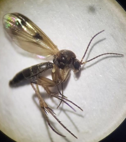 Mycetophila pictula