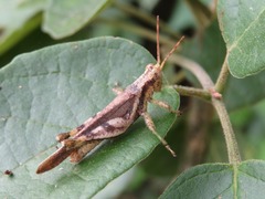 Omalotettix obliquus