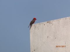Pyrocephalus rubinus