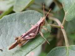 Omalotettix obliquus