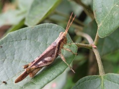Omalotettix obliquus