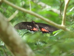 Heraclides torquatus