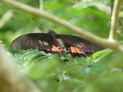 Heraclides torquatus