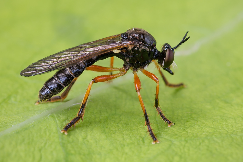 Dioctria cothurnata
