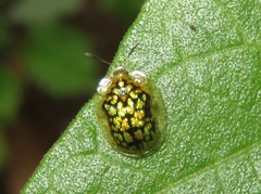 Cteisella confusa