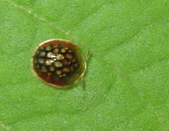 Charidotis auroguttata