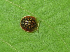 Charidotis auroguttata