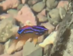 Parma alboscapularis