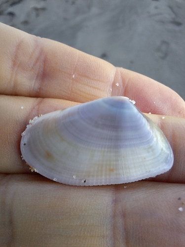 Donax trunculus