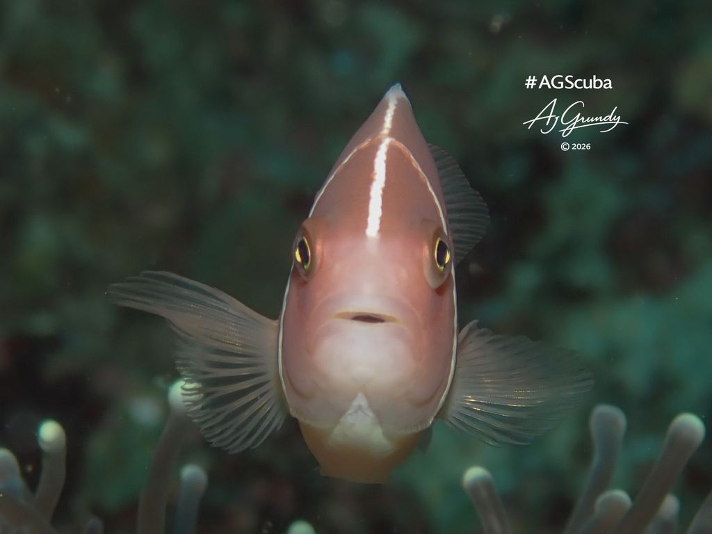 Pink Pinoy Fish Pink Skunk Anemonefish from Ligaya, Mabini, 4202 Batangas, Philippines ...
