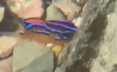 Parma alboscapularis