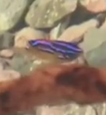 Parma alboscapularis