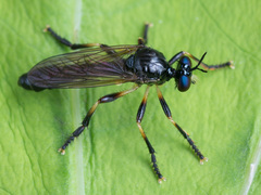 Dioctria cothurnata