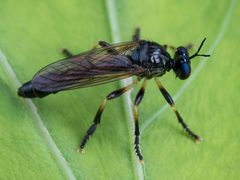 Dioctria cothurnata