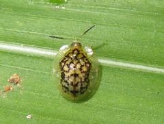 Cteisella confusa