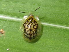 Cteisella confusa