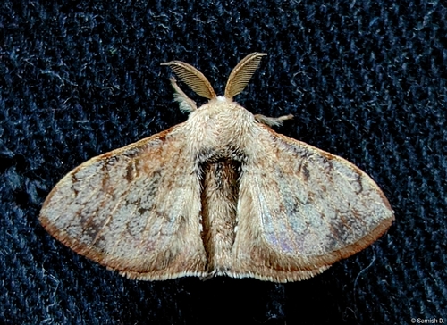 Greenish Silk-Moth