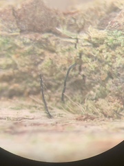 Chaenotheca stemonea