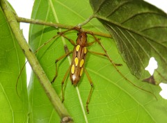 Eburodacrys sexmaculata