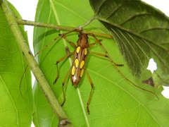 Eburodacrys sexmaculata