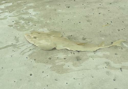 Bluntnose fiddlefish (Acroteriobatus blochii) — Rhinobatidae