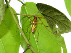 Eburodacrys sexmaculata