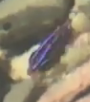 Parma alboscapularis