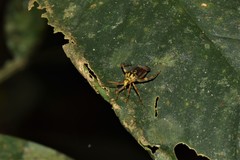 Iridopeplus pellucidipennis