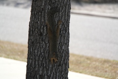 Sciurus niger