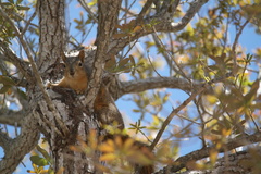 Sciurus niger